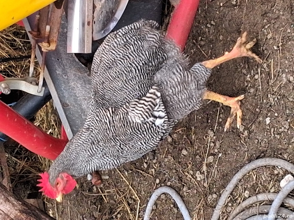 cocosi playmonth 100 buc