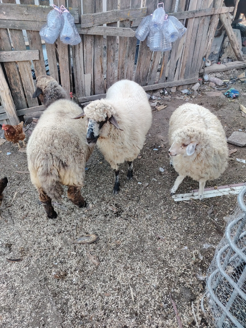 Vând trei oi tinere 