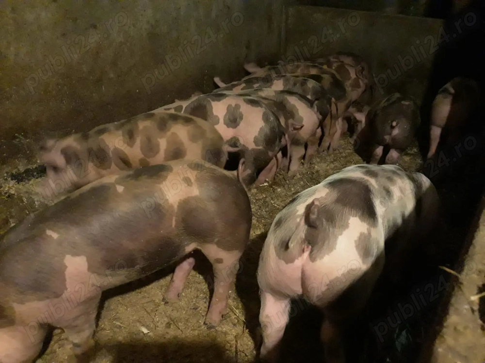 Vând purcei rasă petrain 