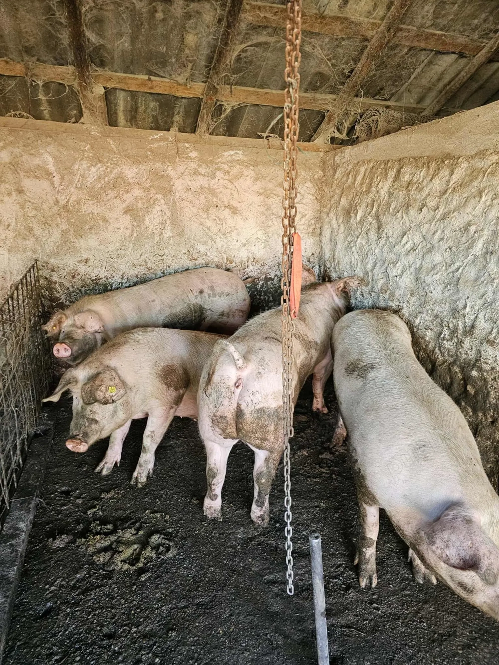 Porci de vanzare Bio (pentru sacrificat )