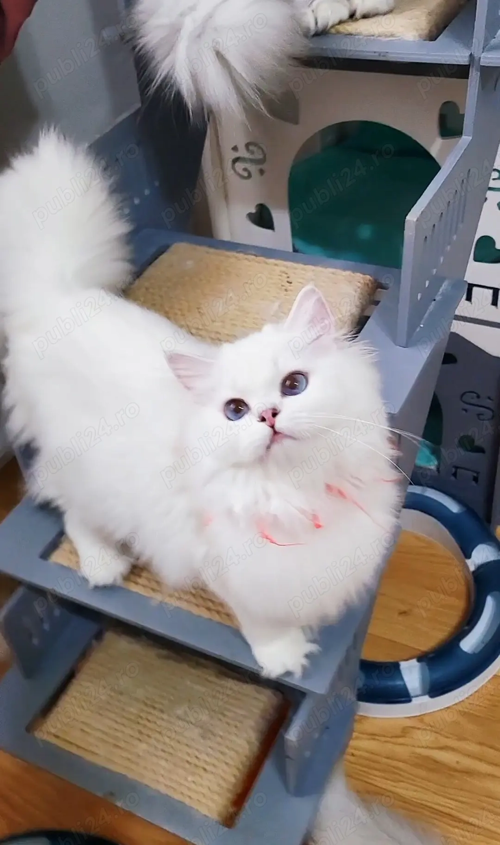 British longhair fetita alba cu ochii albastri pedigree 