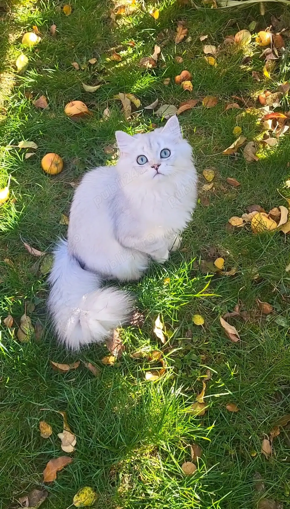 British longhair baiat silver cu pedigree 