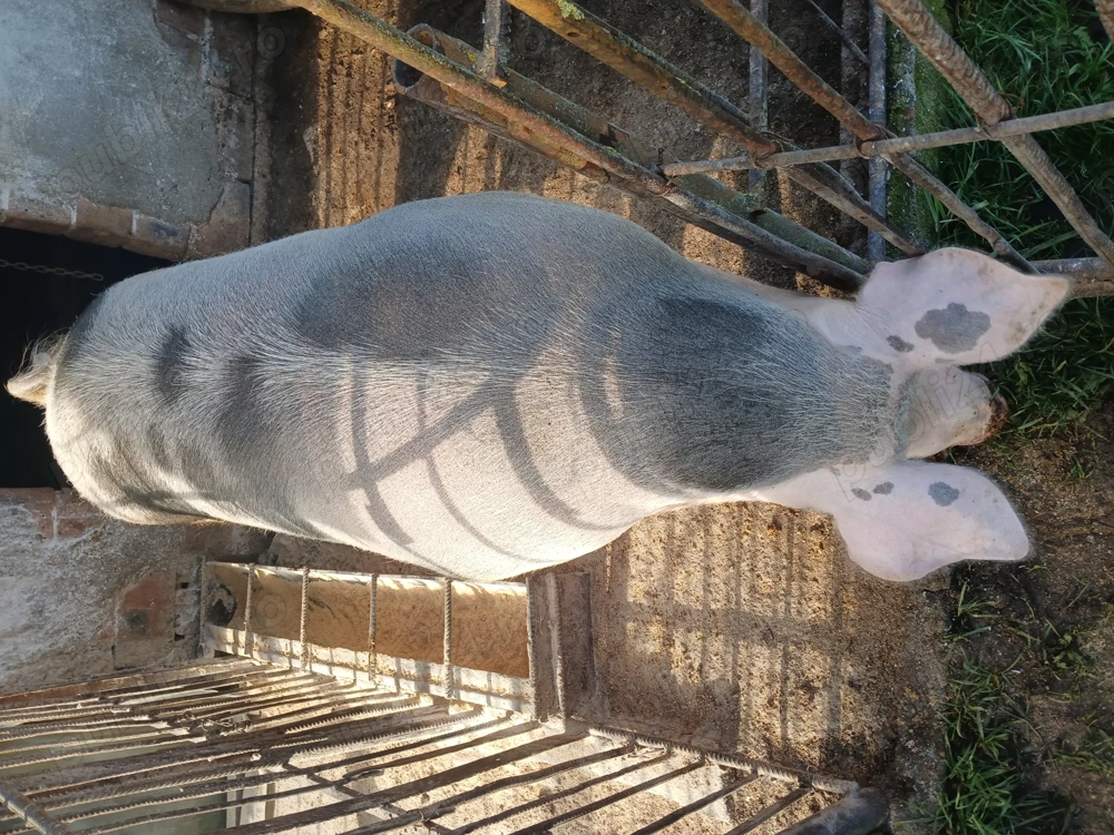 Vând porc de tăiat 