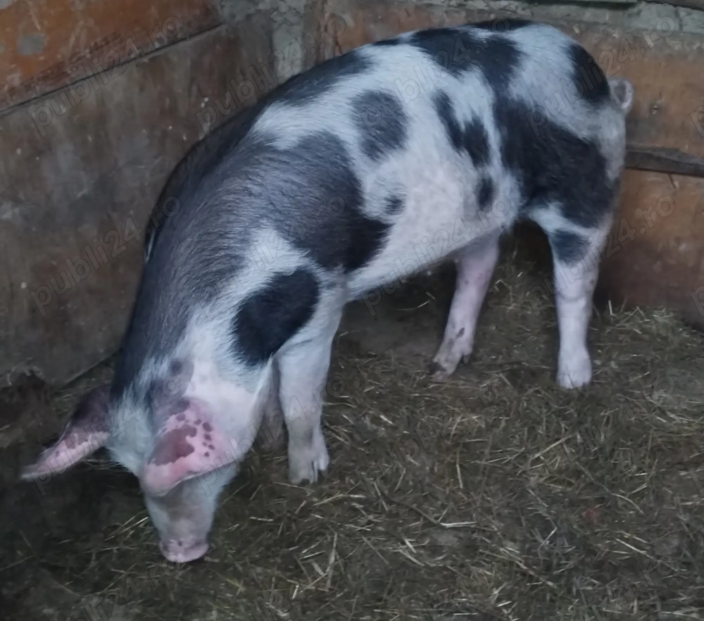 Scrofiță reproducere