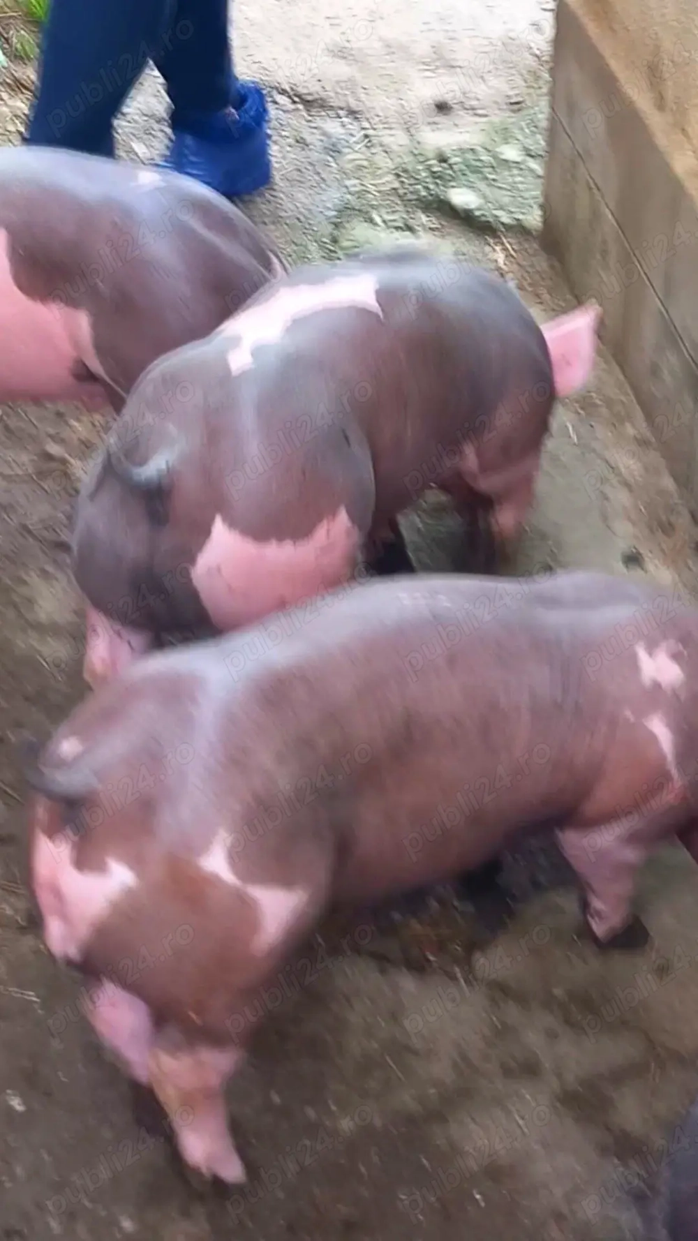 Vand purcei pietrain belgian pur    25 -29 kg 