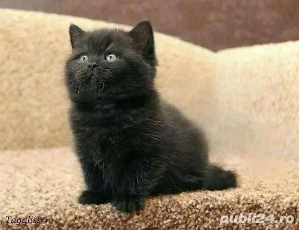 British Shorthair black
