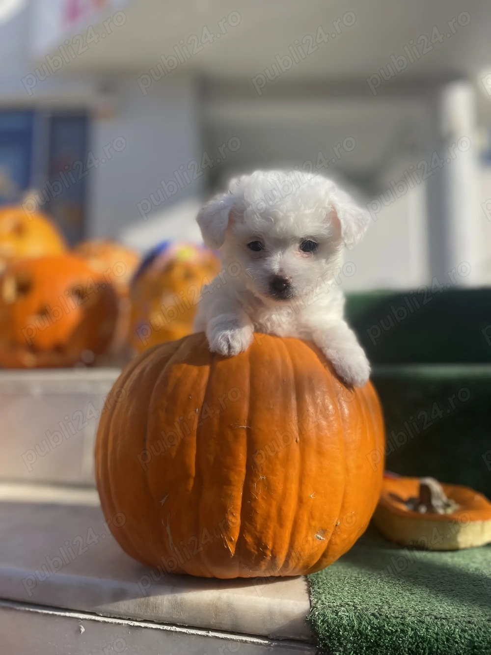 Pui de bichon foarte jucăuși 