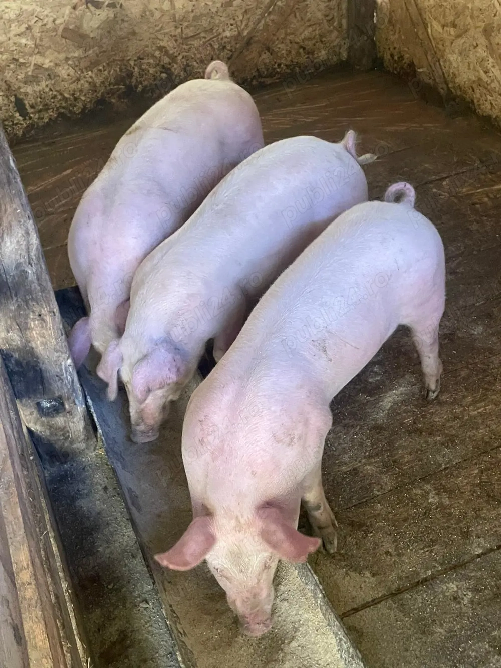 Vând porcii șoldani 50kg