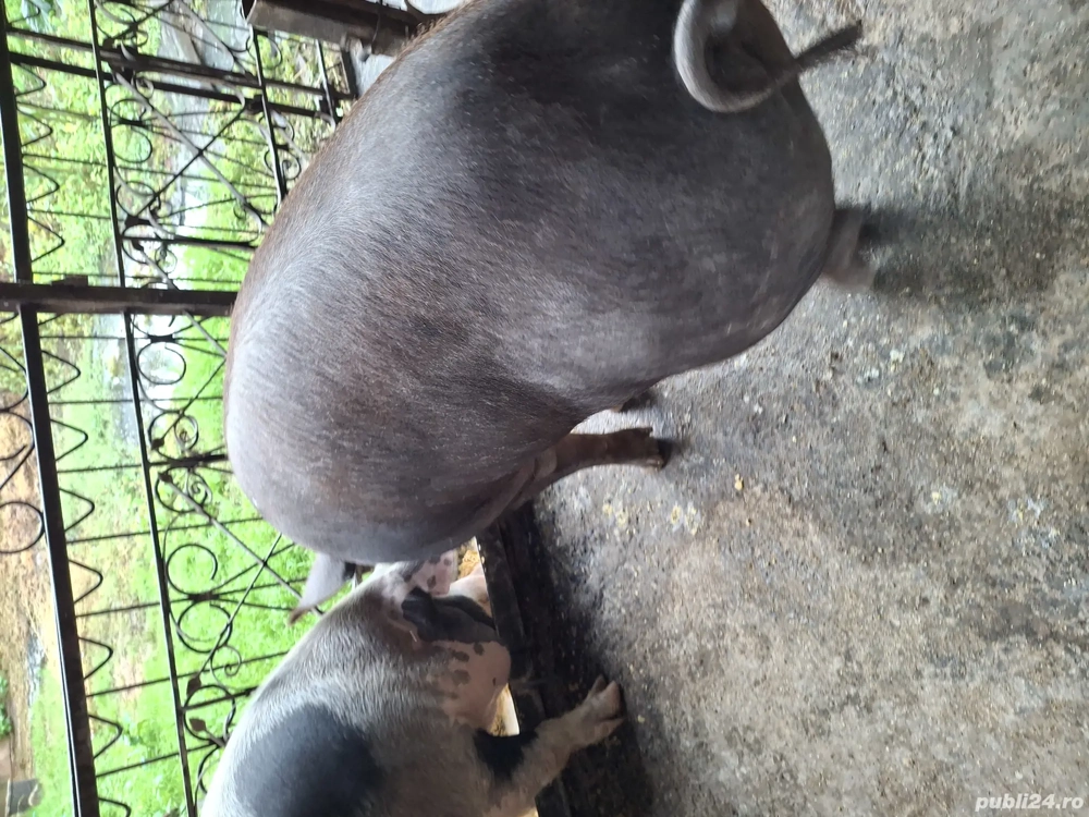 Vând porci în localitatea Șeica Mare !