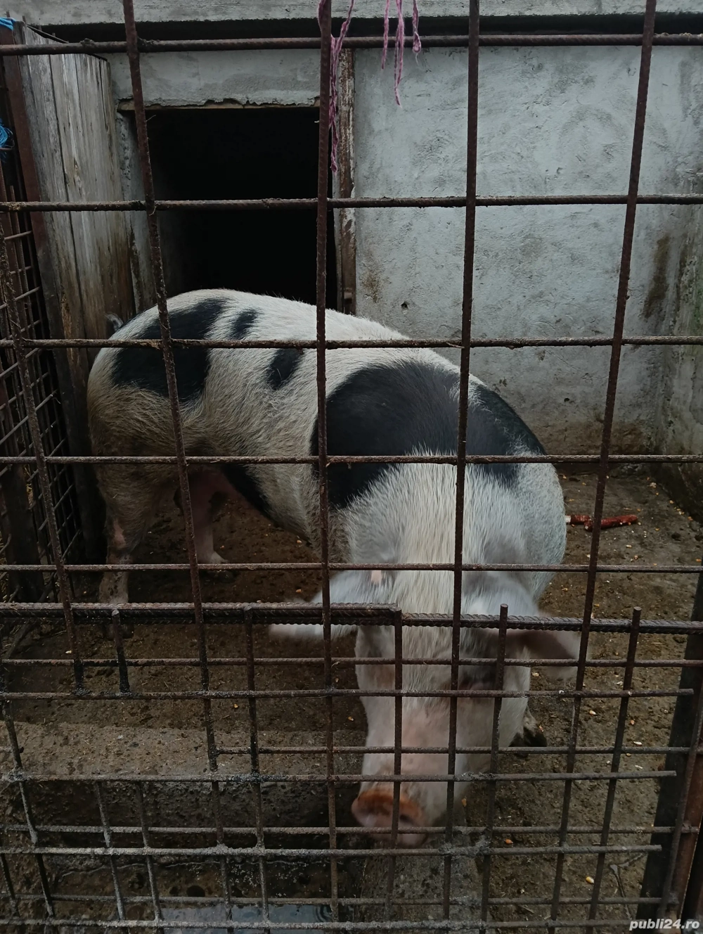 vând scroafă rasa pietrean crescuta bio 