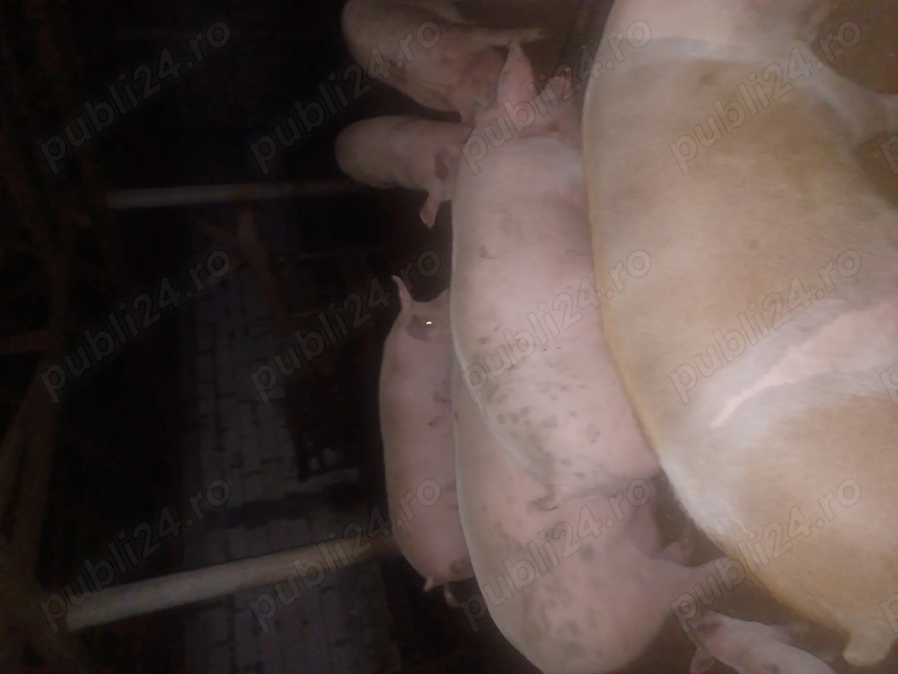 Vând pachete de carne(porc)