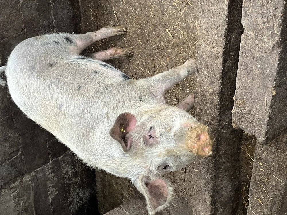 Porci de vânzare detalii la telefon 