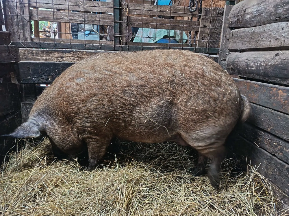 Porc Mangalita de vanzare