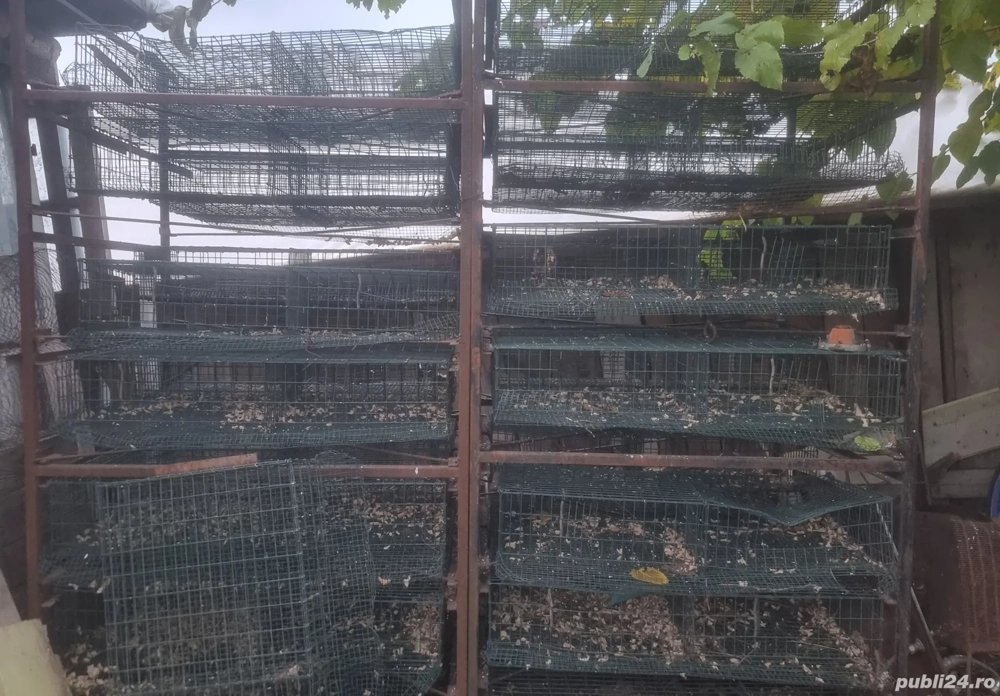 Custi pentru prepelite