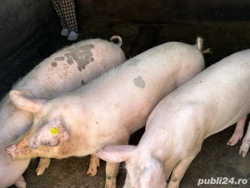 Porci de vanzare 