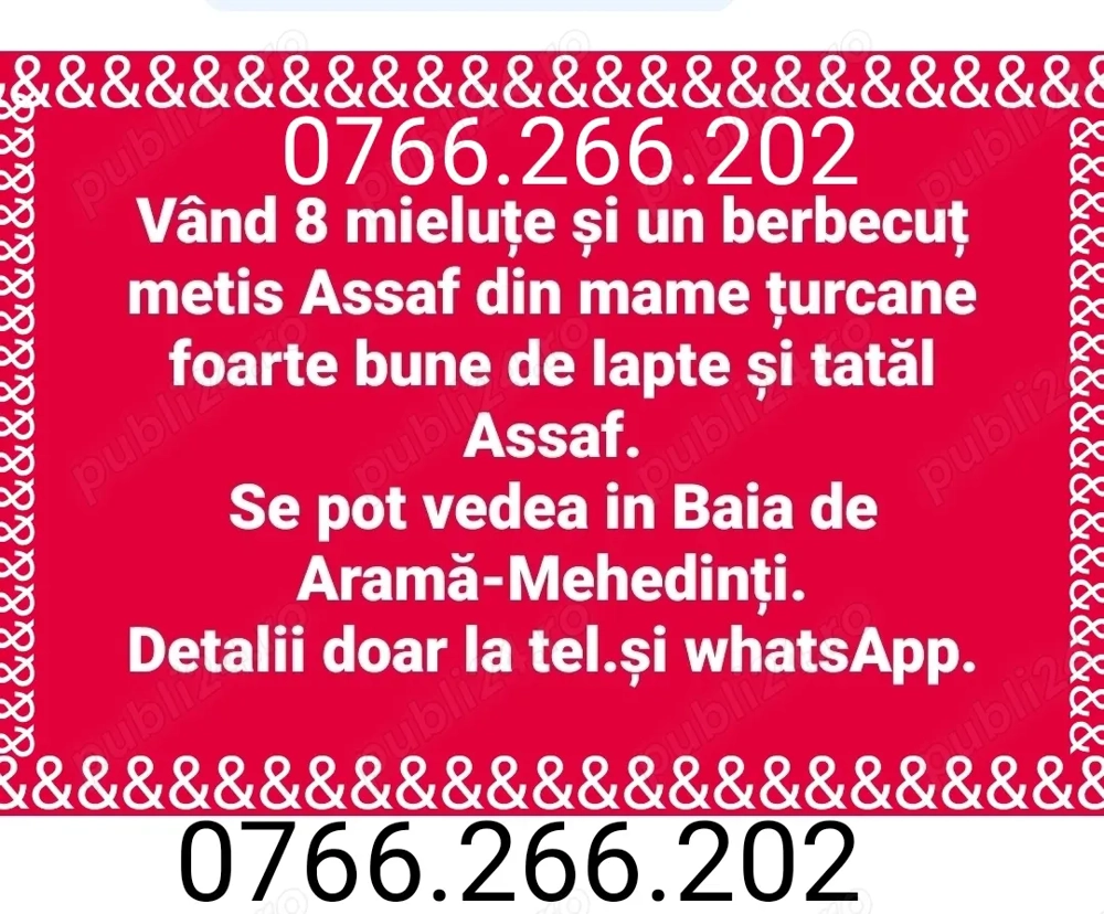 Oi , mielute, berbecut metis de ASSAF