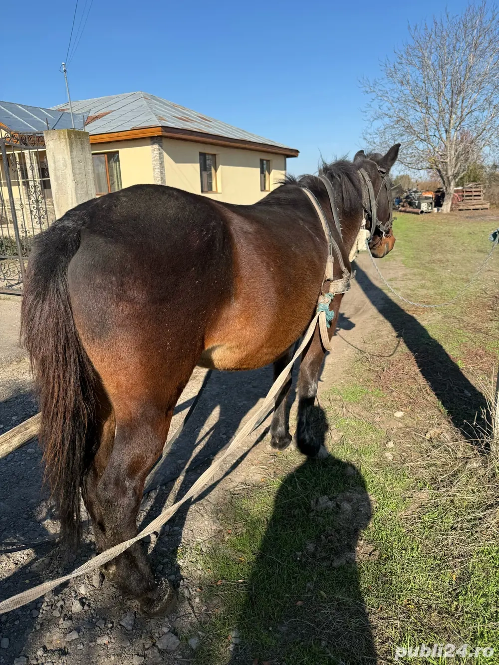 Iapa de vanzare varsta 7ani-Galati