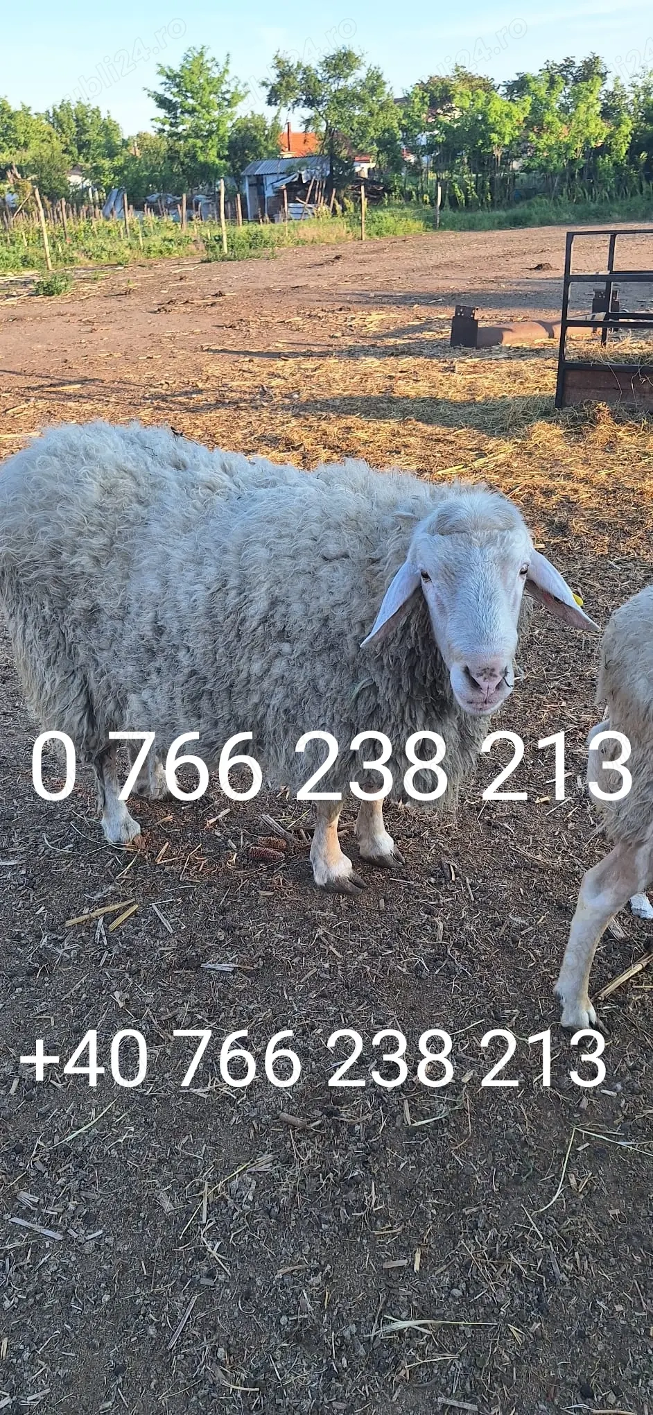 Vand berbec rasa Assaf