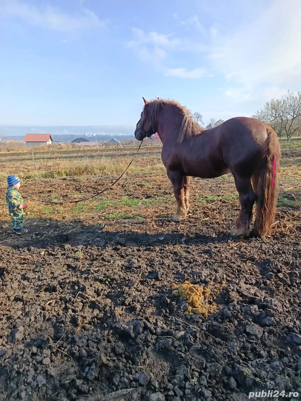 Vând armăsar din rasa Fajta. 