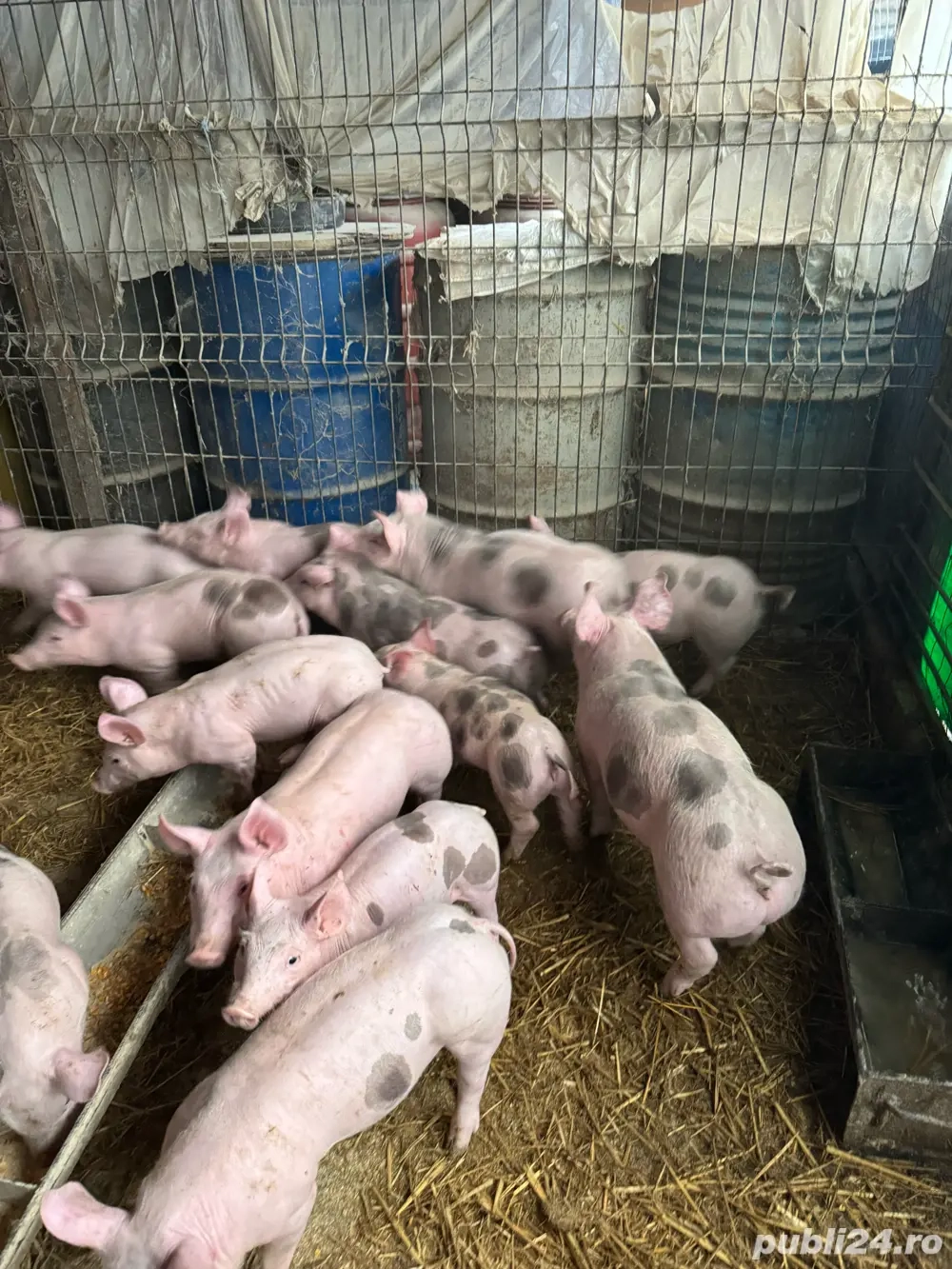 vand scrofite si vierusi pietrain