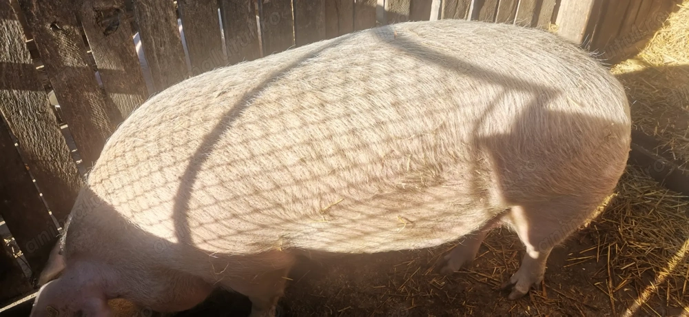 De vânzare,in comuna Berlești 