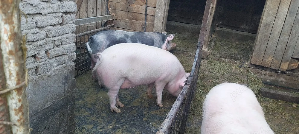 Vând porci marele alb și pietrean 
