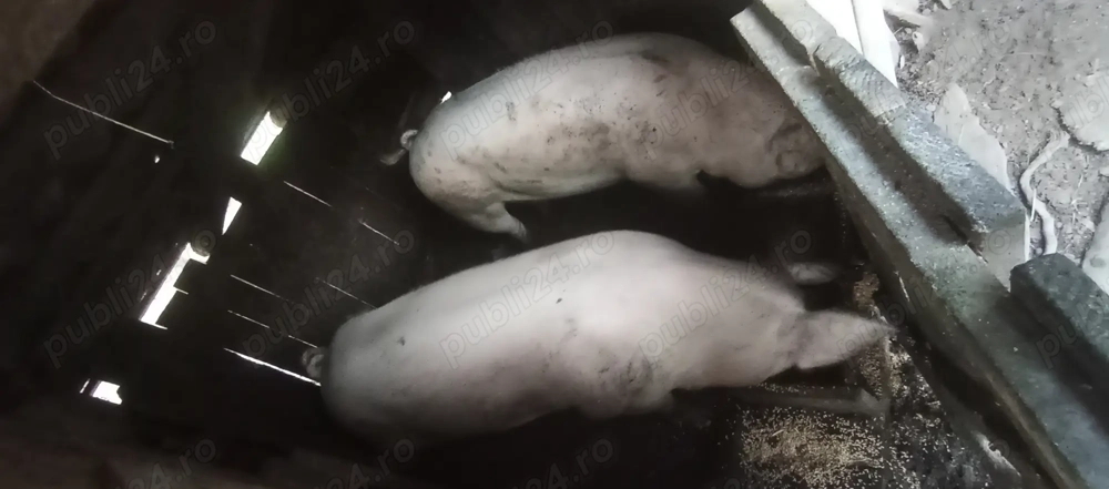 Vând unul dintre cei doi porci