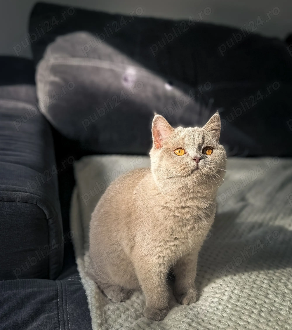 British shorthair fetiță