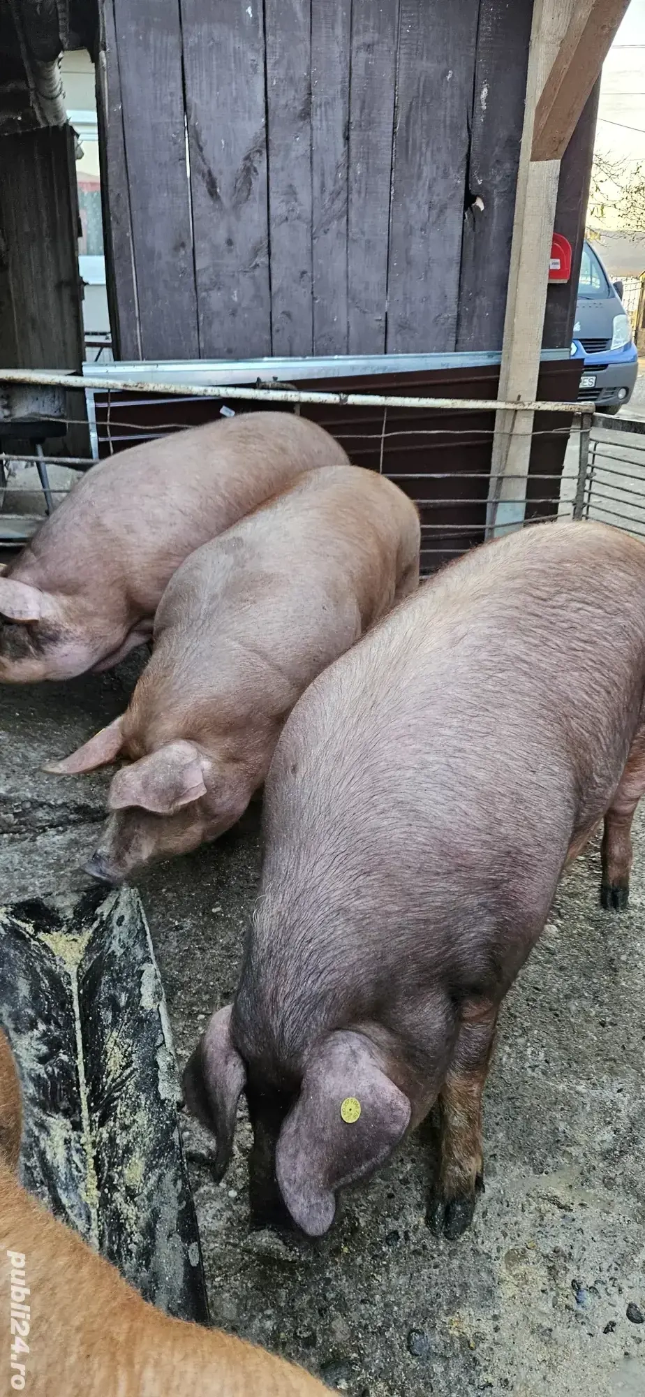 Porci , diverse mărimi !!!