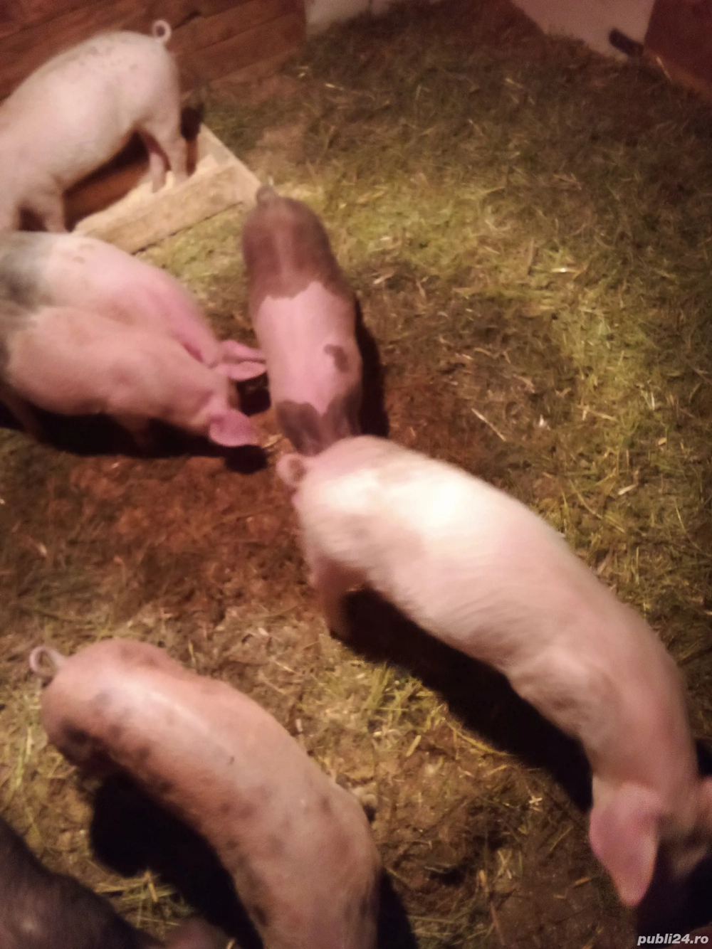 vind porcei crecuti cu ceriale