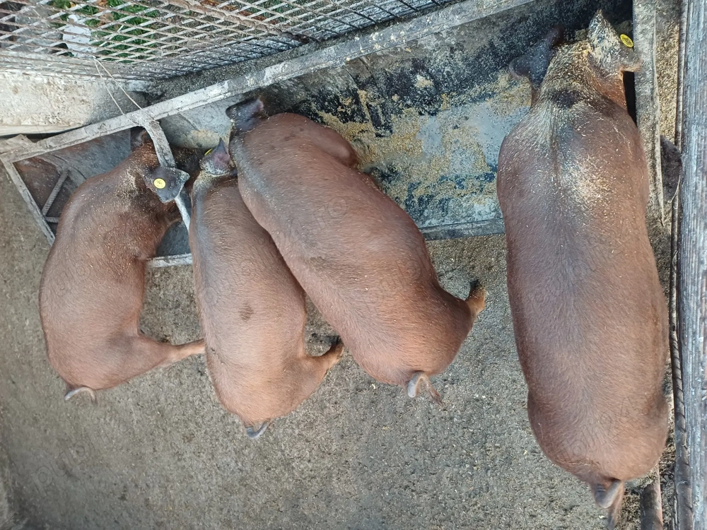 Vand soldani de duroc original