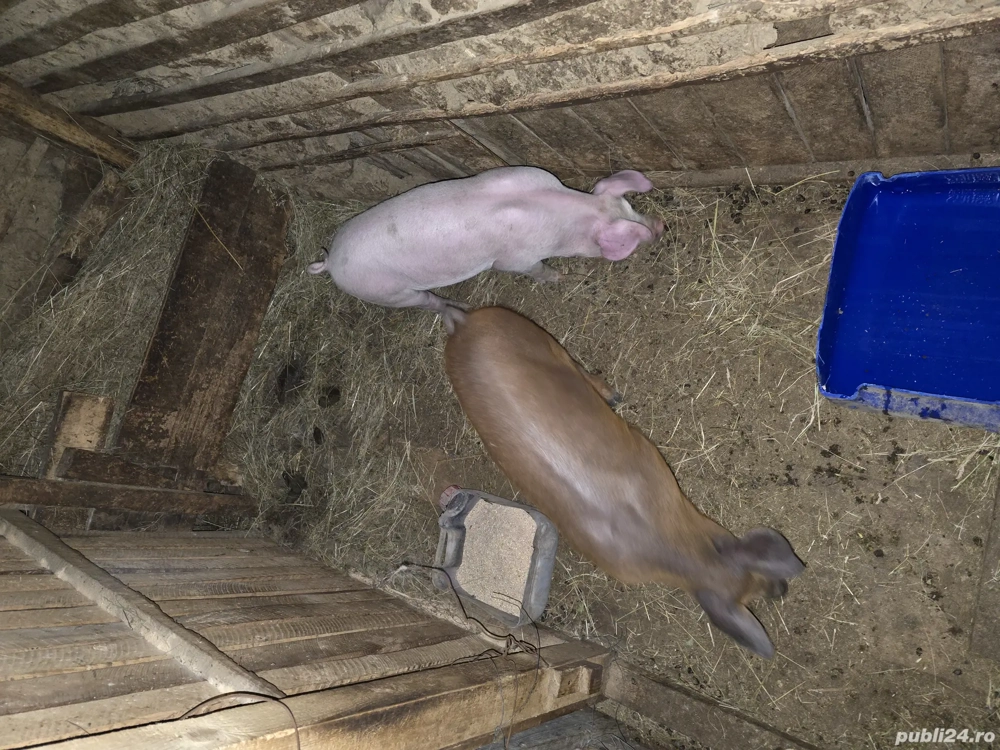 Purcei si porci mari 