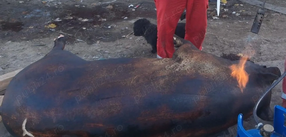 Vand porc bio , crescut porumb lucerna