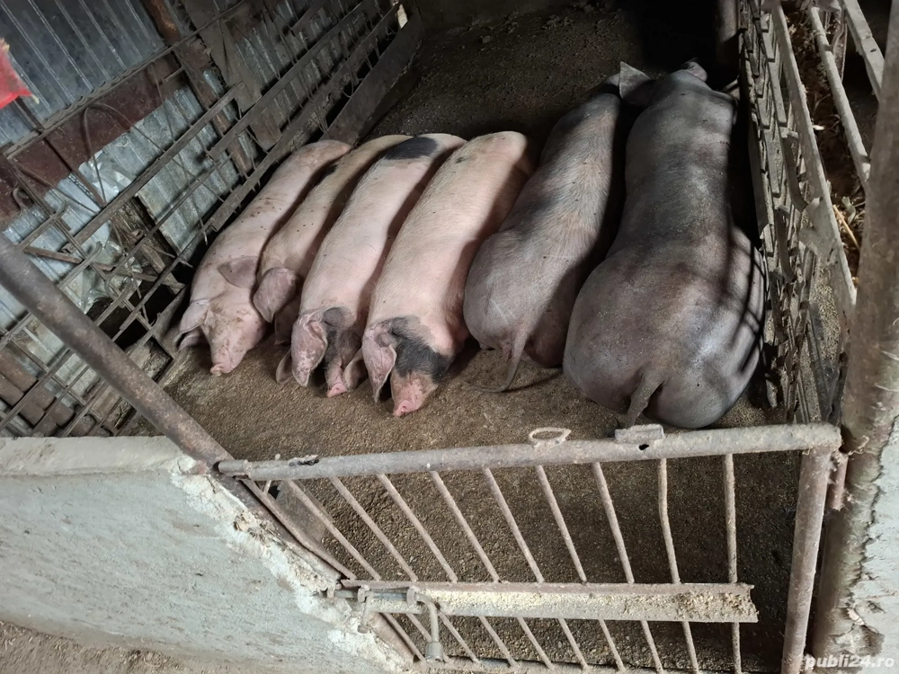 porcii pentru Crăciun 