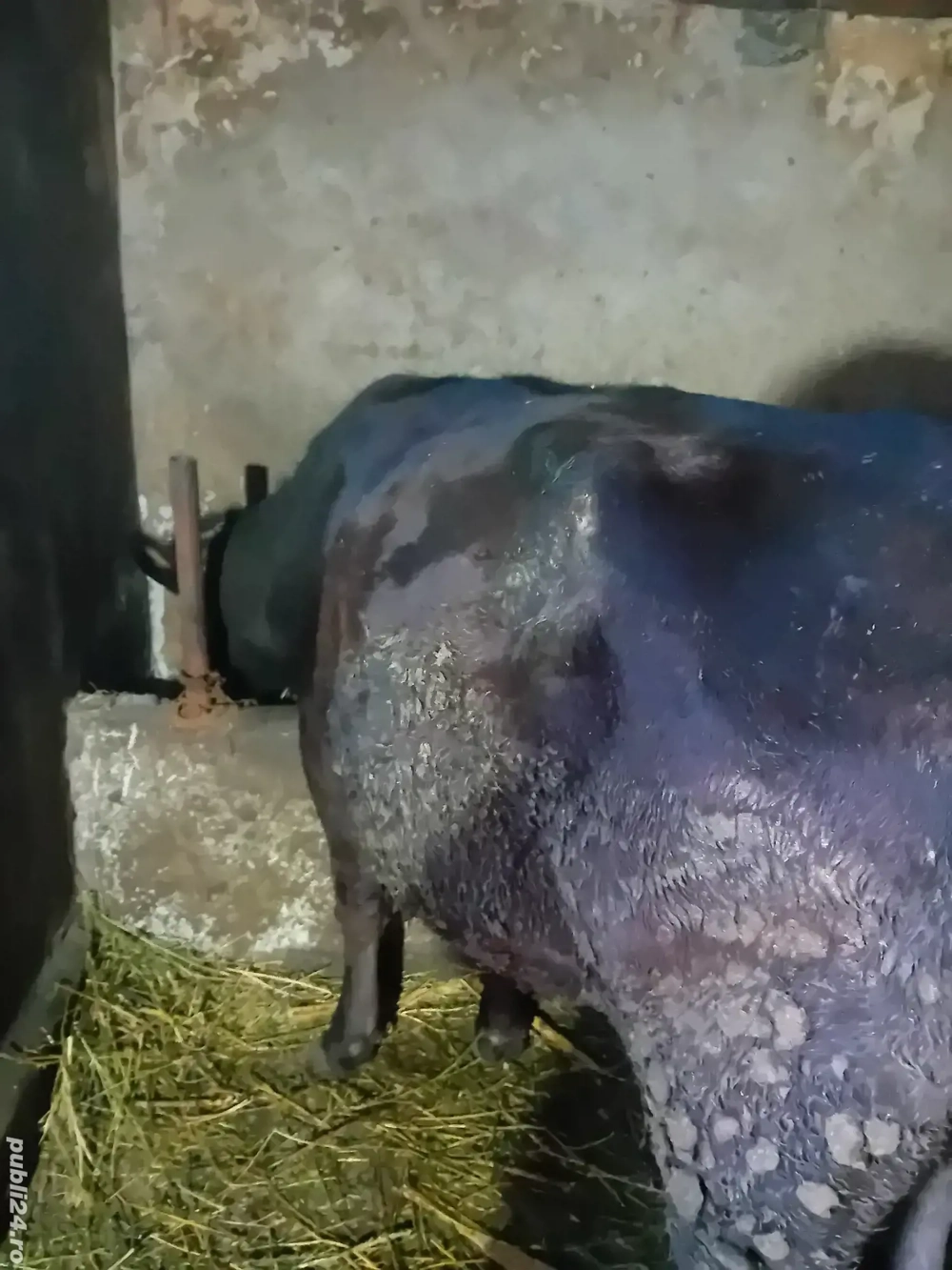 Vând vacă neagră de 4 ani