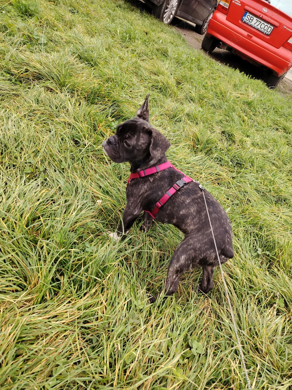 Bulldog francez puiut