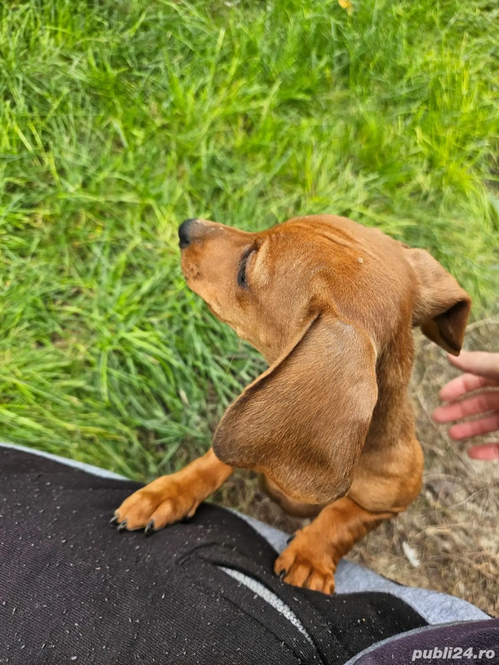 Cățeluși teckel maro !!! 