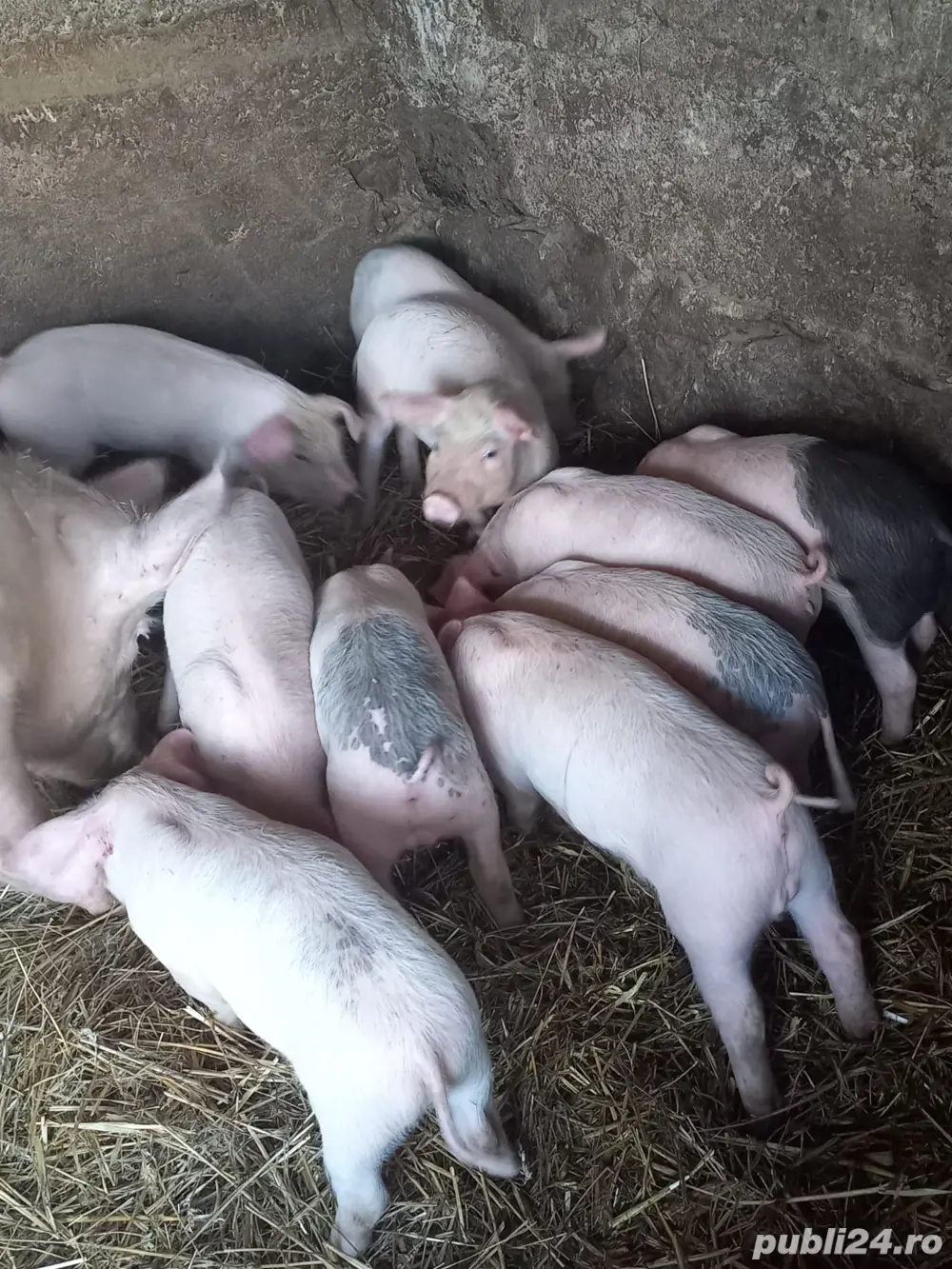 Vând purcei metiși Pic x Bazna, în vârstă de 8 săptămâni.