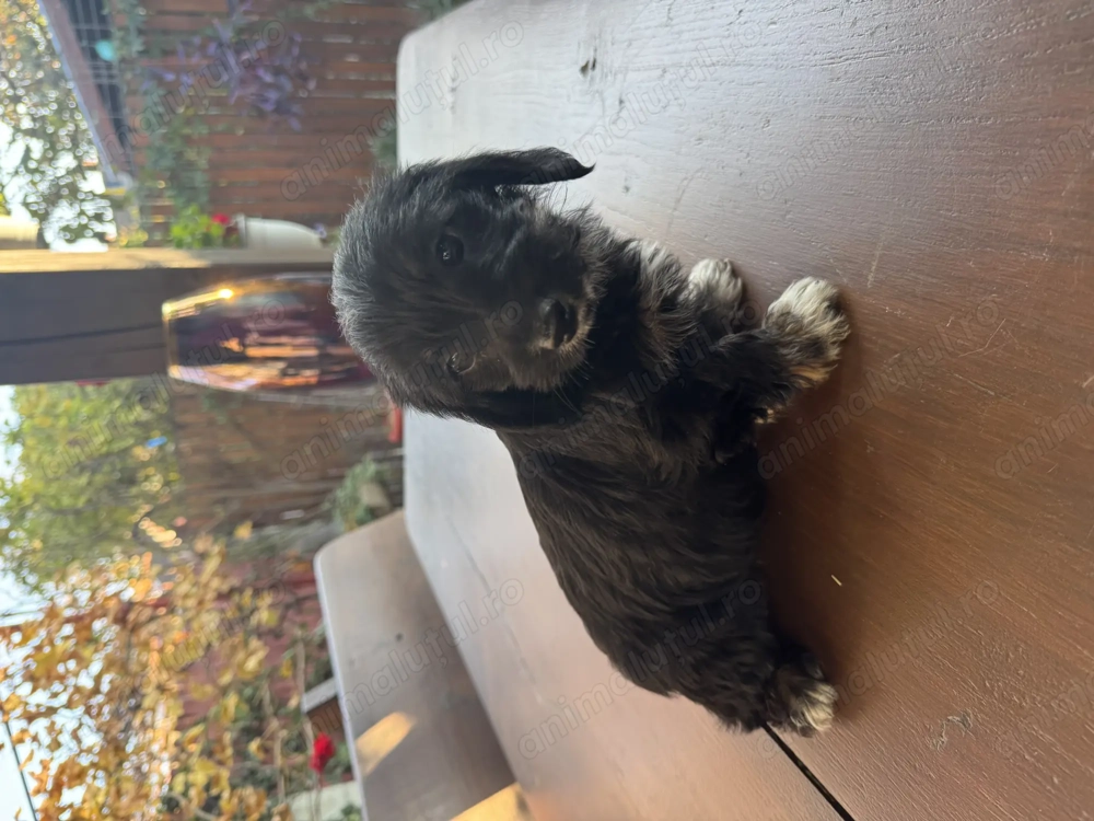 Pui rasa Teckel de vanzare