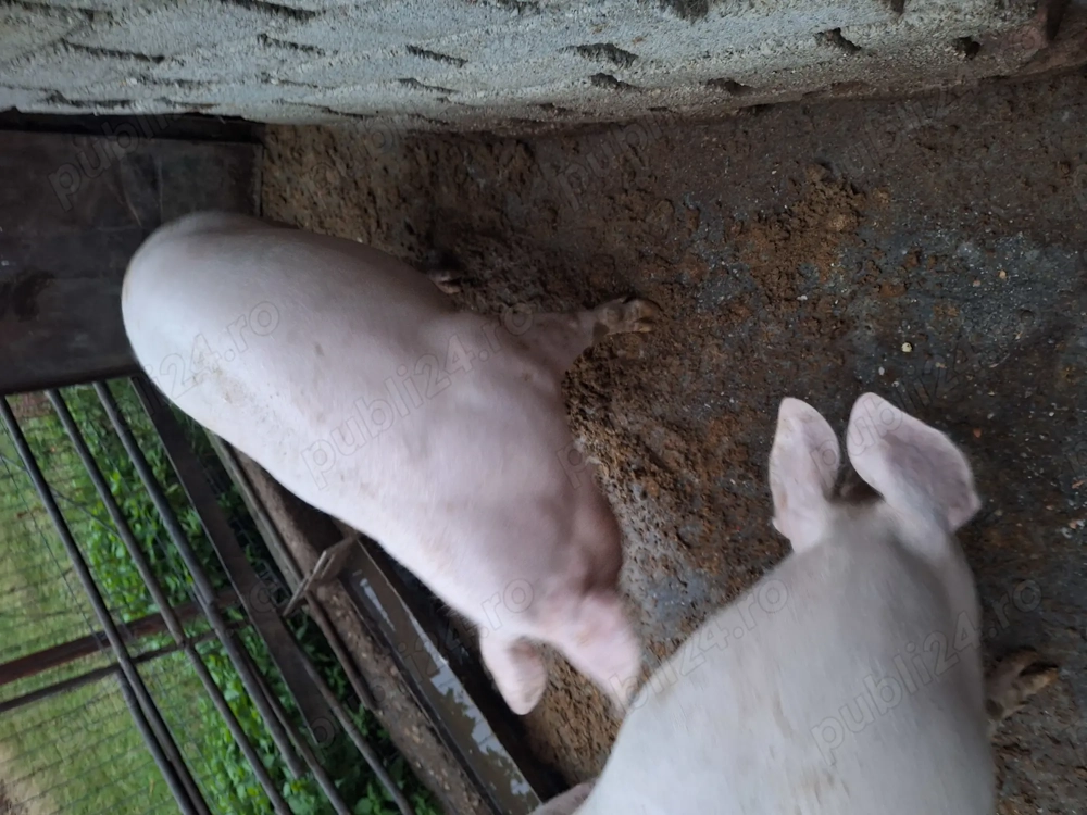 Vand aceste piese originale