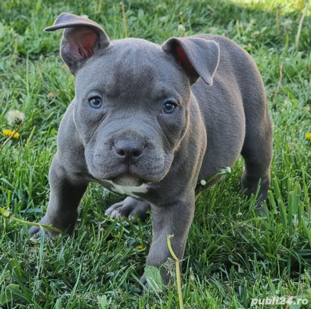 Pui Amstaff cu pedigree 