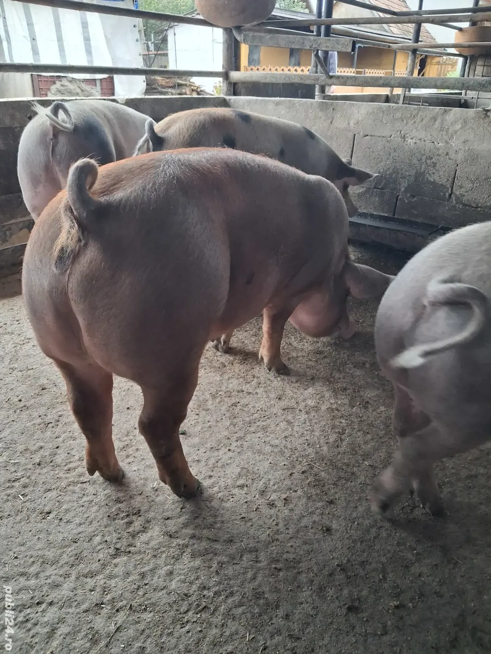 de vânzare 5 masculi 70..90 kg rasă duroc și petrean 