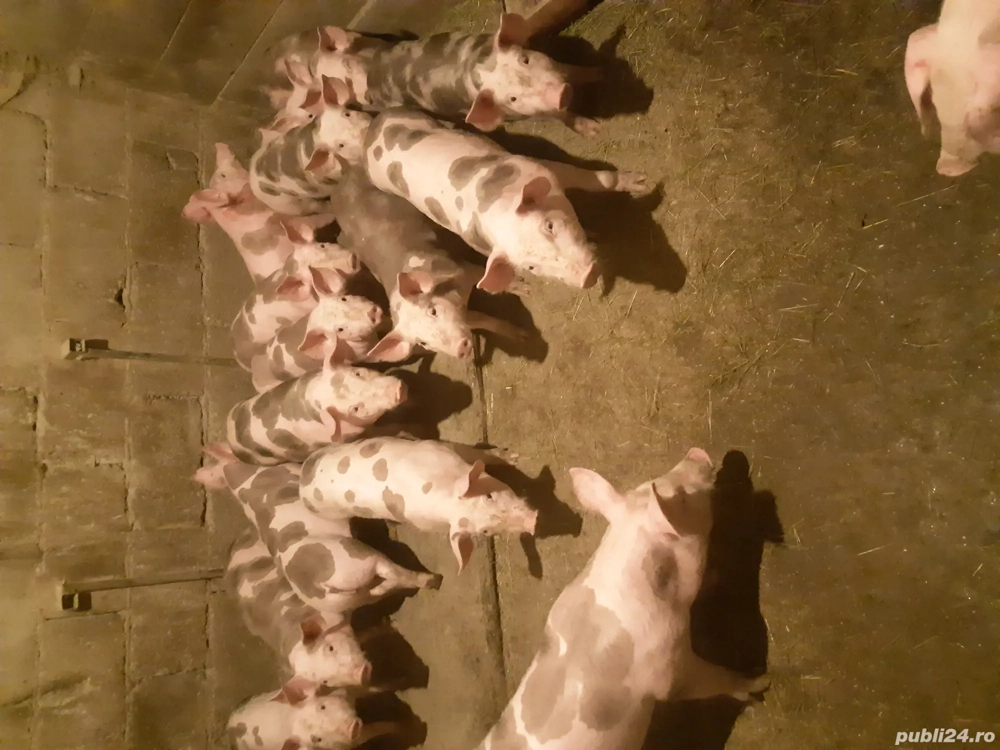 vand purcei pietrain