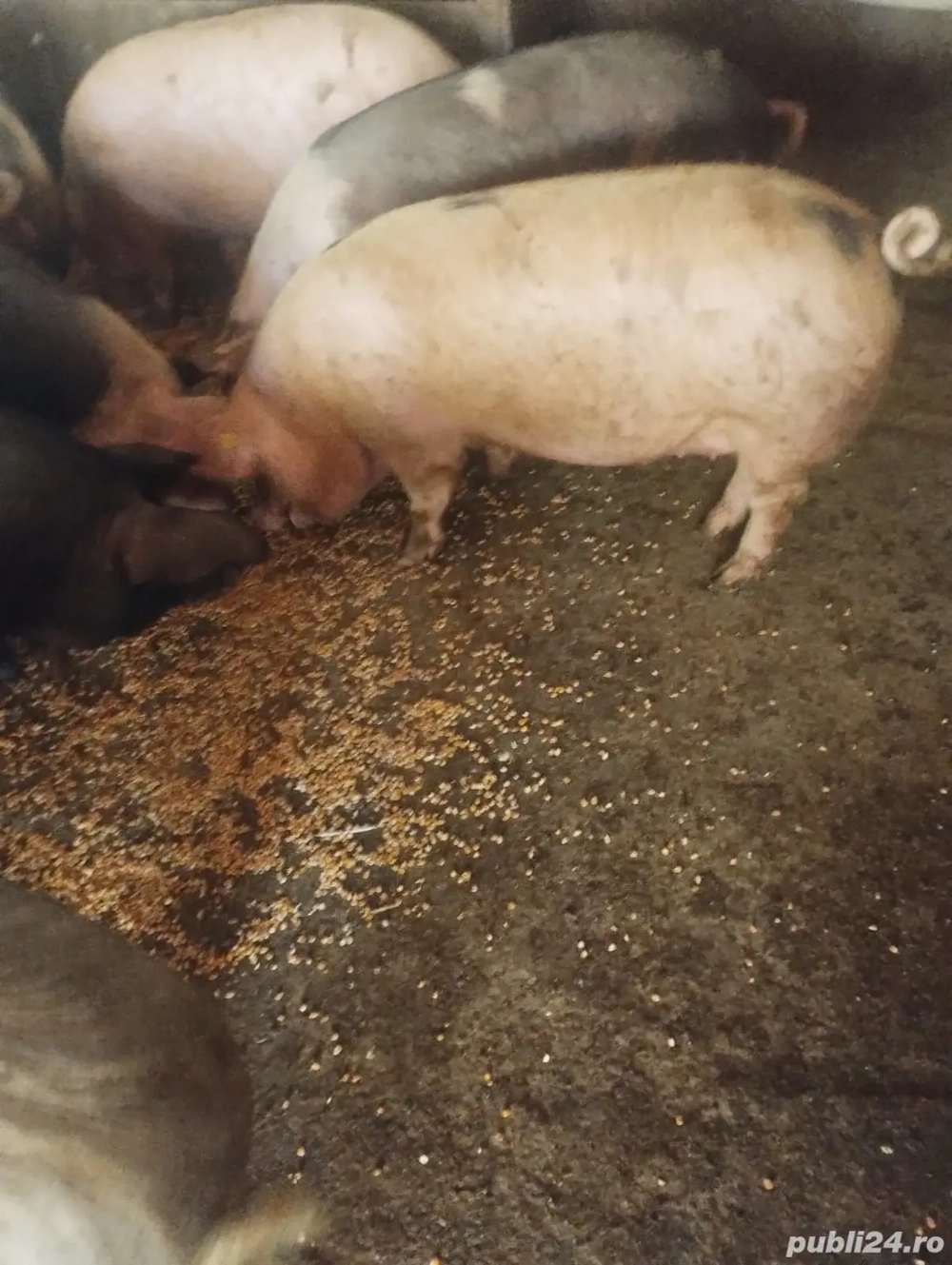 vand porci pentru masa de crăciun 