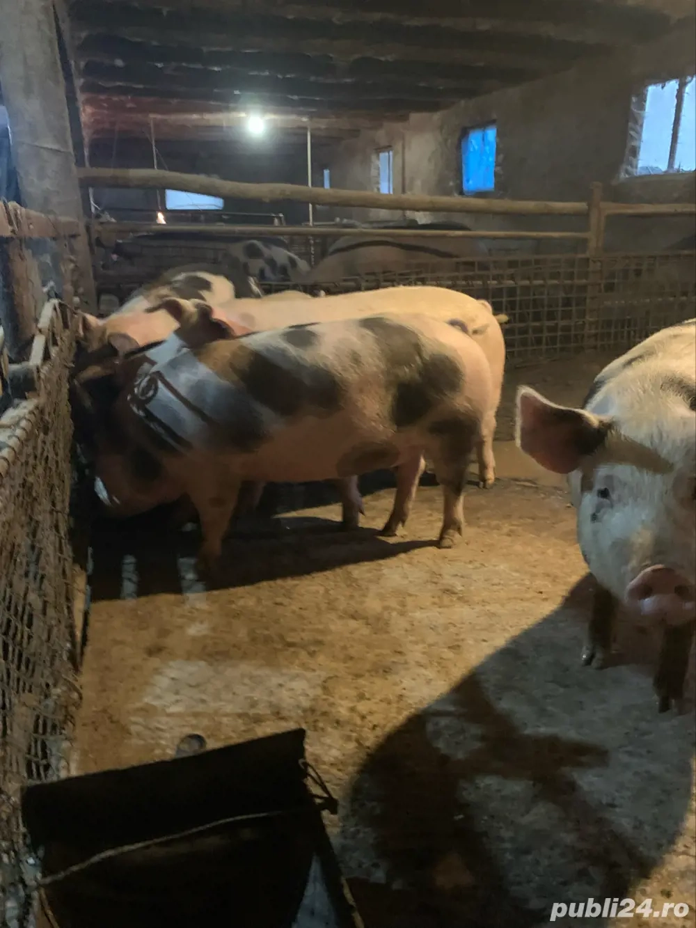 vand porci pentru sacrificat 