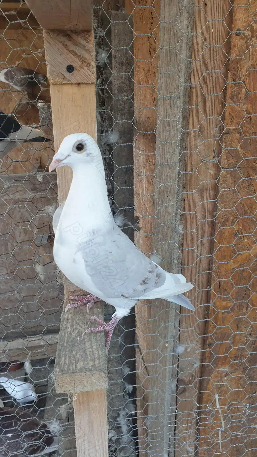 Ocazie! Vand 4 femele voiajor de concurs cu super origini!