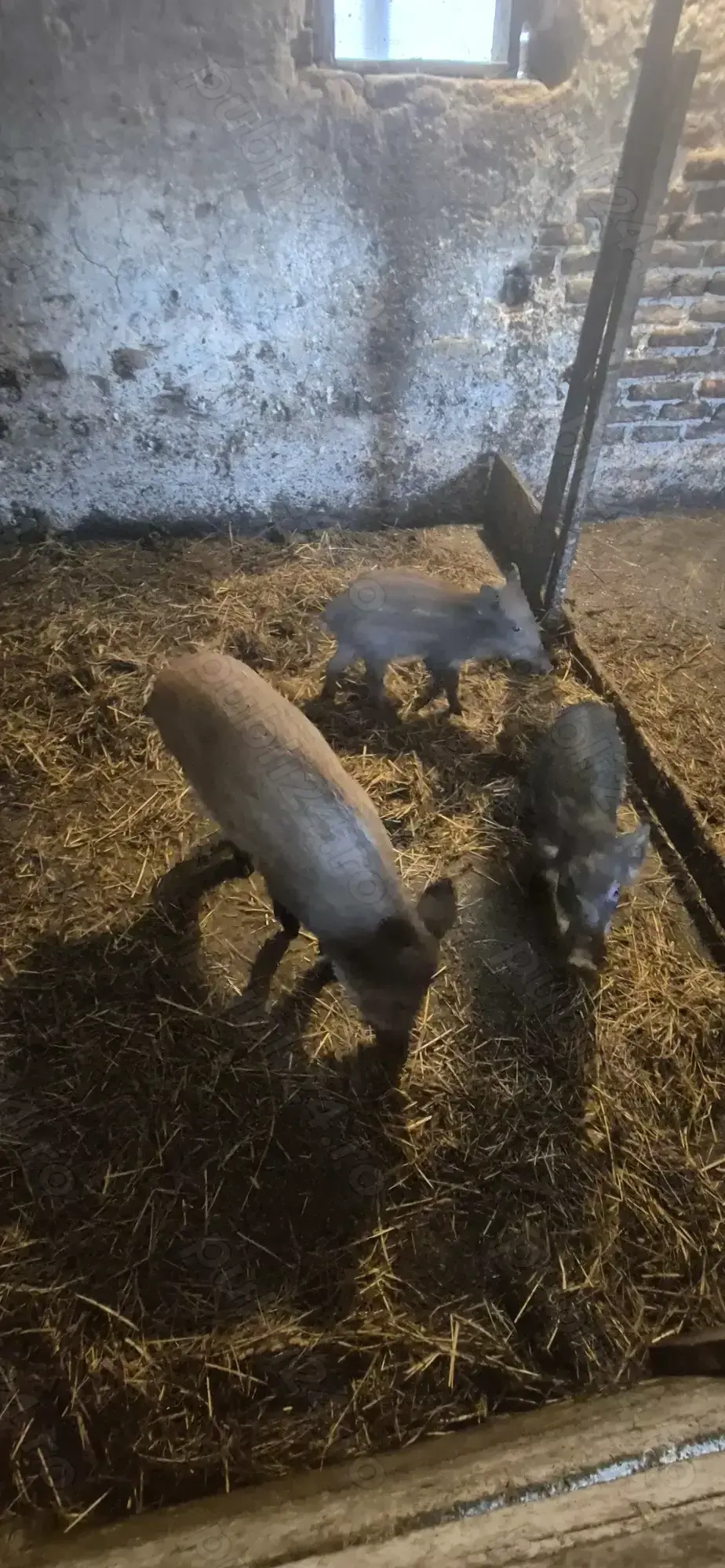 Purcei mistreț rasă pură