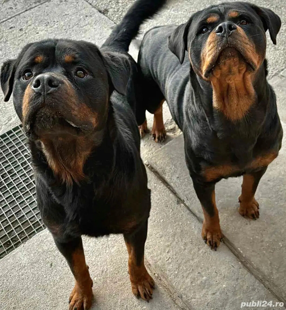 Puiuti de Rottweiler