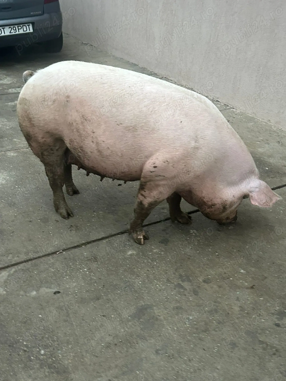 Vând porc pentru Crăciun 200 kg 17 ron kg Olt bals