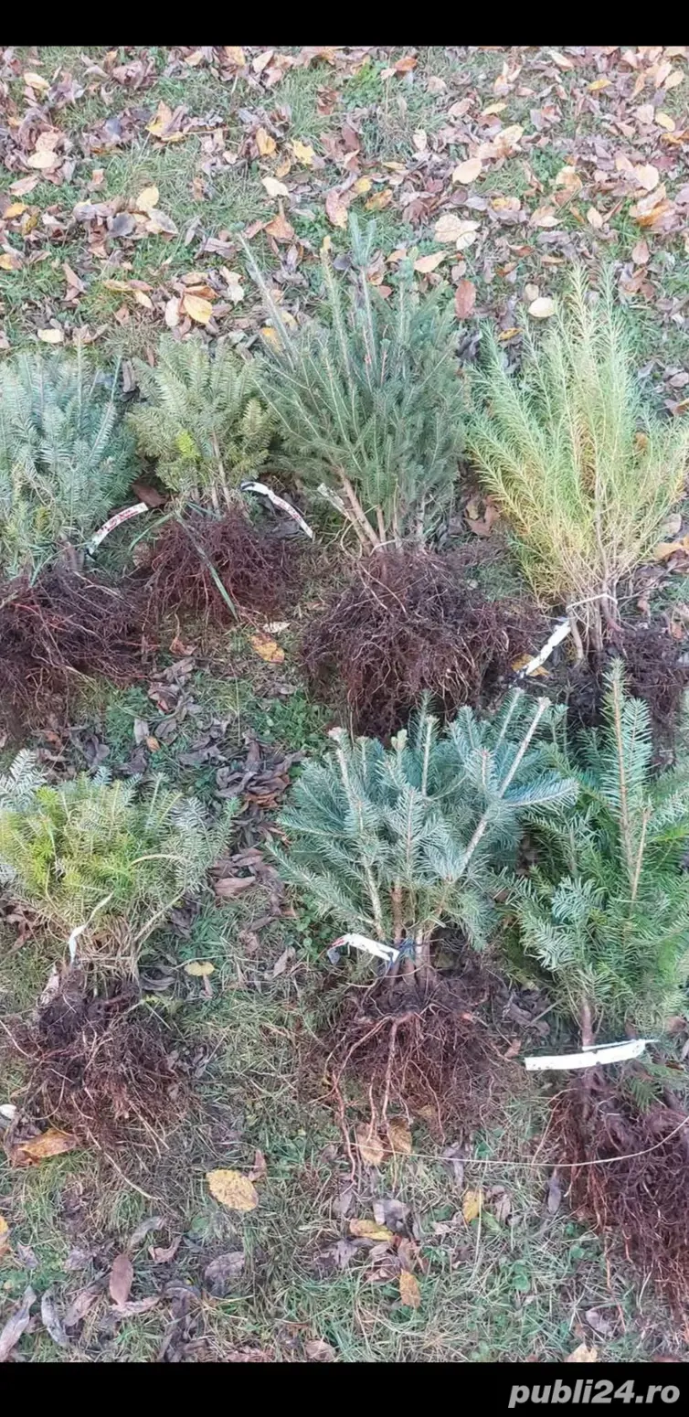 avem la vânzare pueți de salcâm 